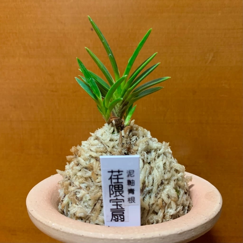 荏隈宝扇 - 純風満蘭（富貴蘭・風蘭ブログ 着生蘭よもやま話）