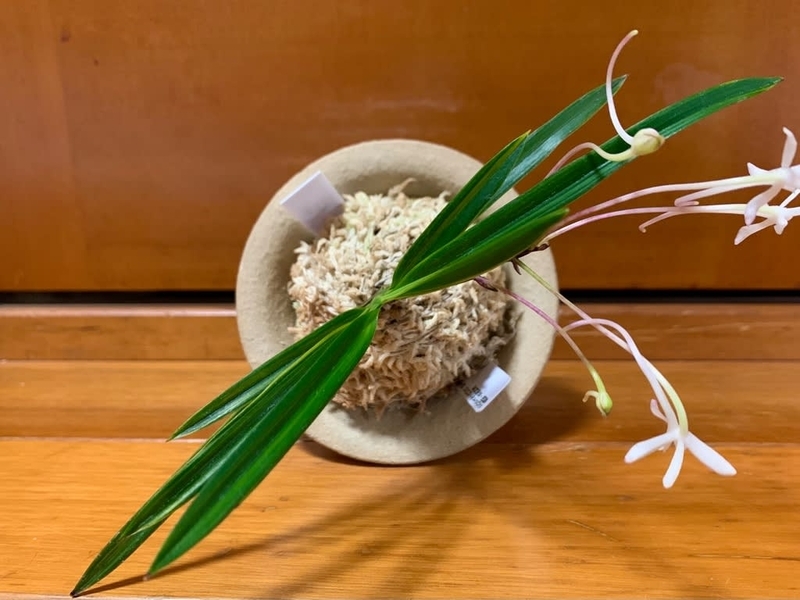 至宝の逸品】富貴蘭 月琴（特級品） 【公式通販】