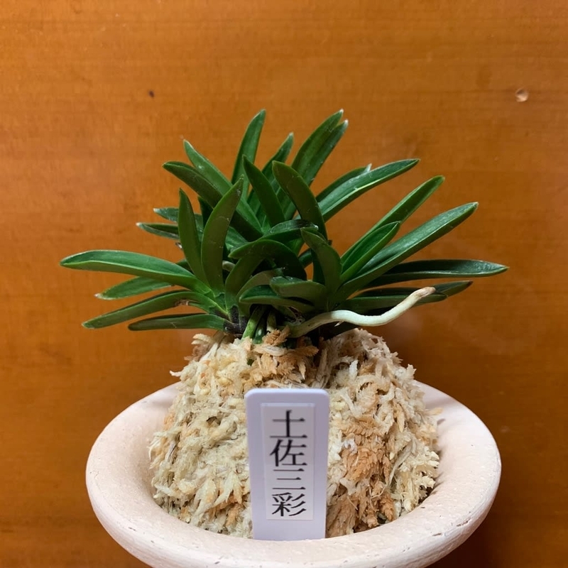 土佐三彩 - 純風満蘭（富貴蘭・風蘭ブログ 着生蘭よもやま話）