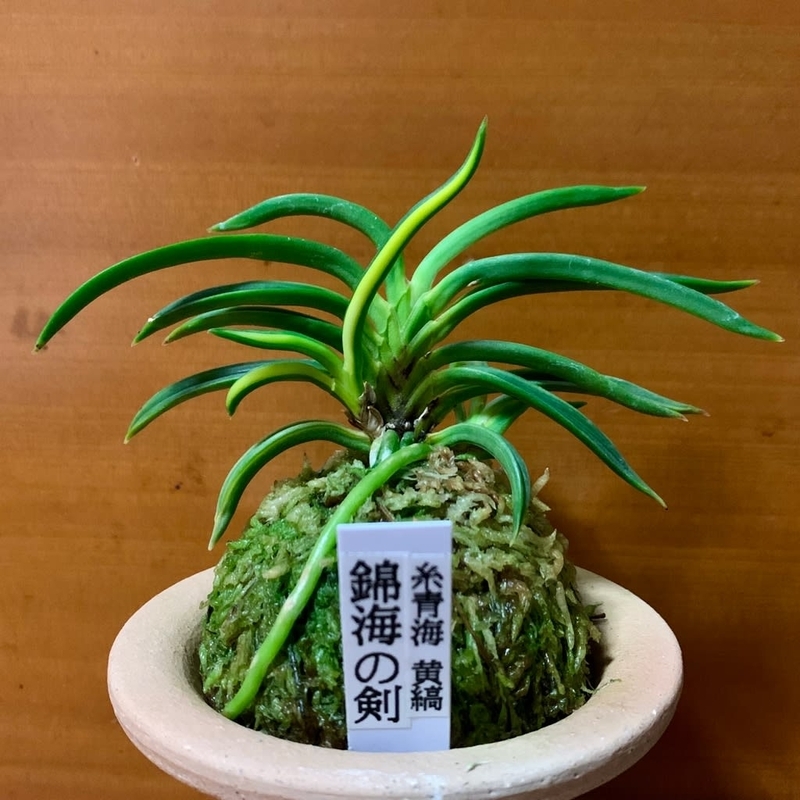 富貴蘭【鋸山縞】　希少 錦海の剣 - 純風満蘭（富貴蘭・風蘭ブログ 着生蘭よもやま話）