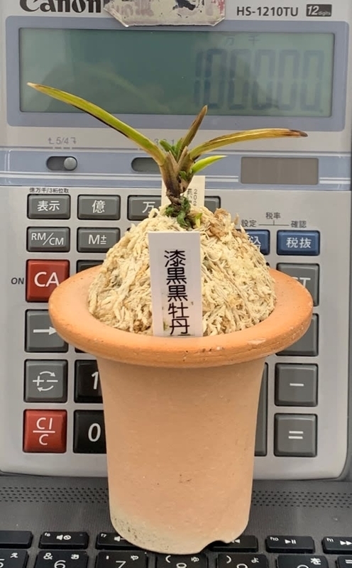 復活なるか「黒牡丹」 - 純風満蘭（富貴蘭・風蘭ブログ 着生蘭よもやま話）