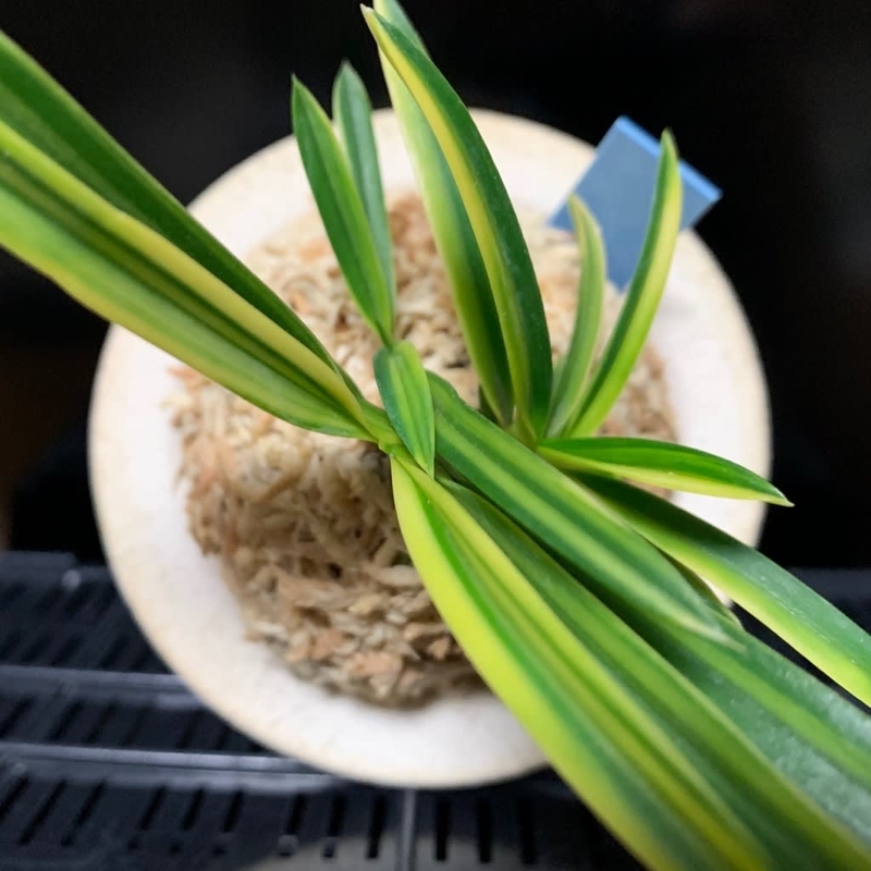 鉢植え 富貴蘭 幽谷錦