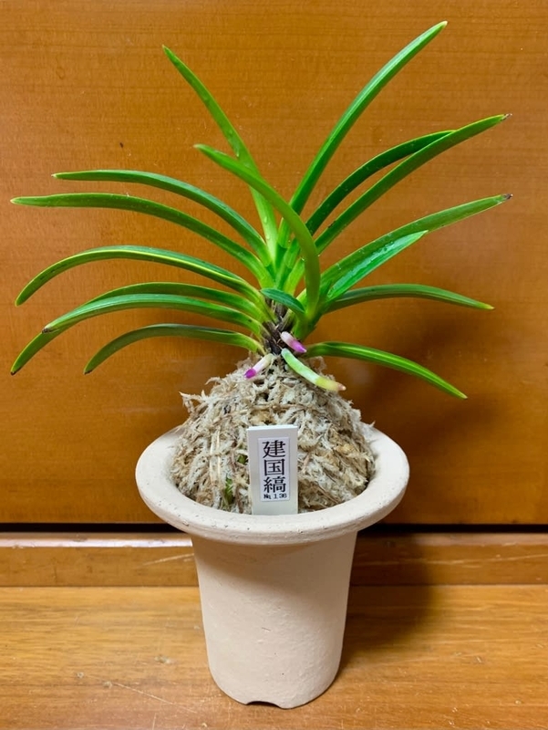 建国縞No.136 - 純風満蘭（富貴蘭・風蘭ブログ 着生蘭よもやま話）