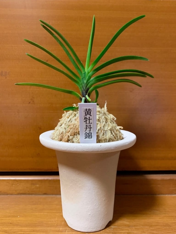 黄牡丹錦 - 純風満蘭（富貴蘭・風蘭ブログ 着生蘭よもやま話）