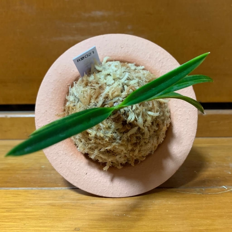 亀谷金牡丹縞 - 純風満蘭（富貴蘭・風蘭ブログ 着生蘭よもやま話）