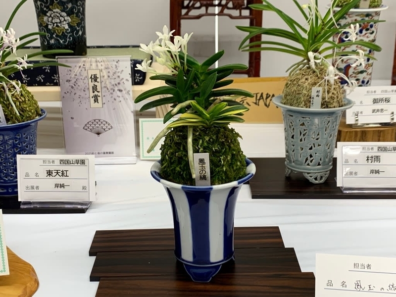 彩と香の富貴蘭展 - 純風満蘭（富貴蘭・風蘭ブログ 着生蘭よもやま話）