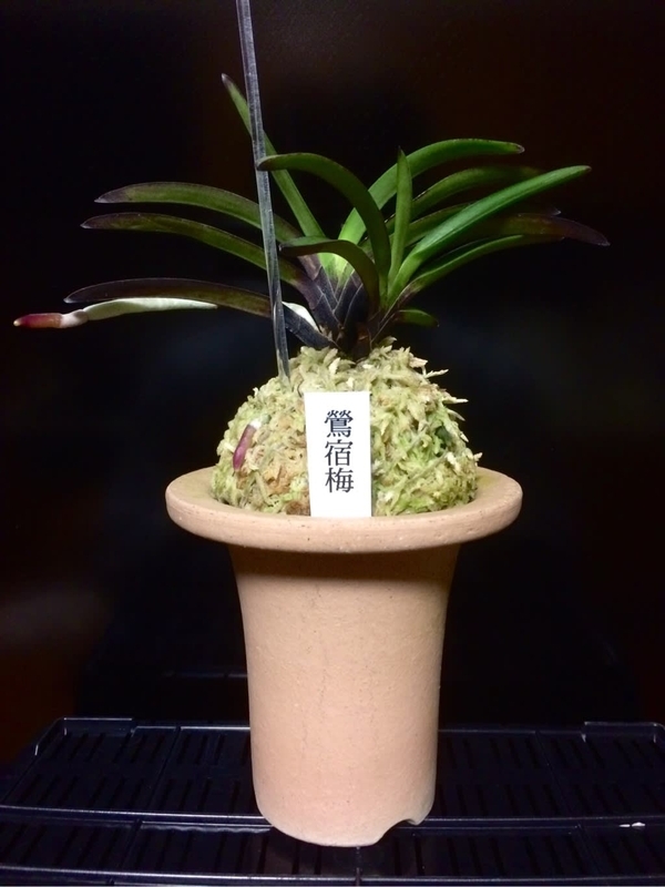 鶯宿梅 - 純風満蘭（富貴蘭・風蘭ブログ 着生蘭よもやま話）