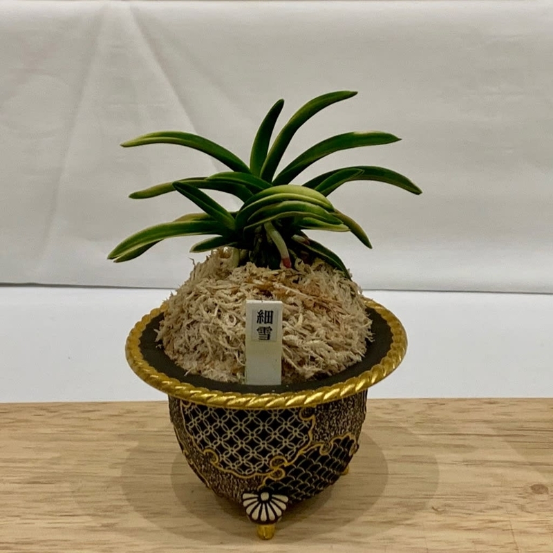 第76回 日本富貴蘭会 美術品評全国大会の展示品 - 純風満蘭（富貴蘭