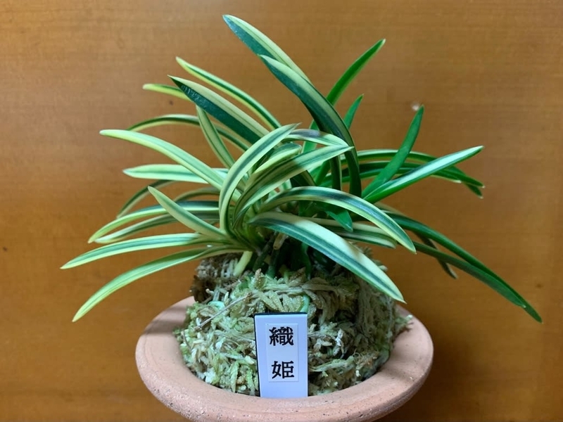 富貴蘭 静姫(青軸) 花 花、園芸
