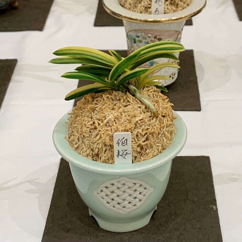 第76回 日本富貴蘭会 美術品評全国大会の展示品 - 純風満蘭（富貴蘭