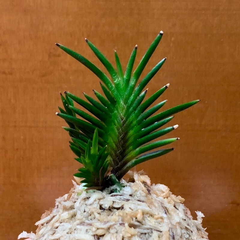 富貴蘭　萩宝扇① 富貴蘭 萩宝扇① 富貴蘭【萩宝扇】 | 富貴蘭を楽しんでブログ