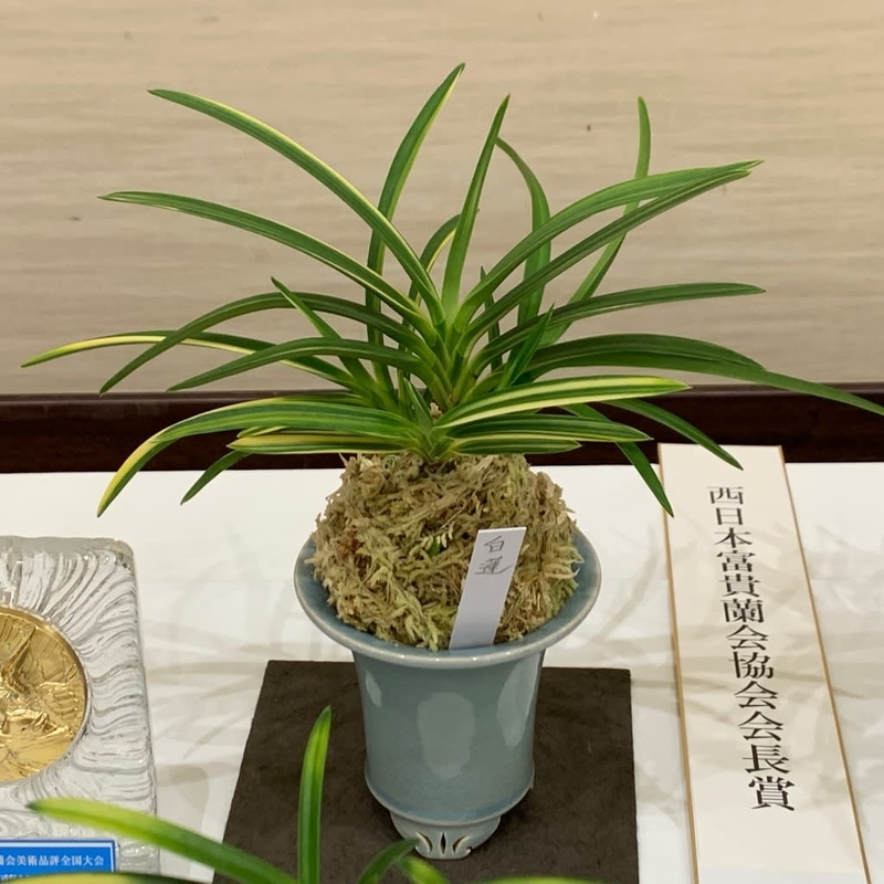 第76回 日本富貴蘭会 美術品評全国大会の展示品 - 純風満蘭（富貴蘭