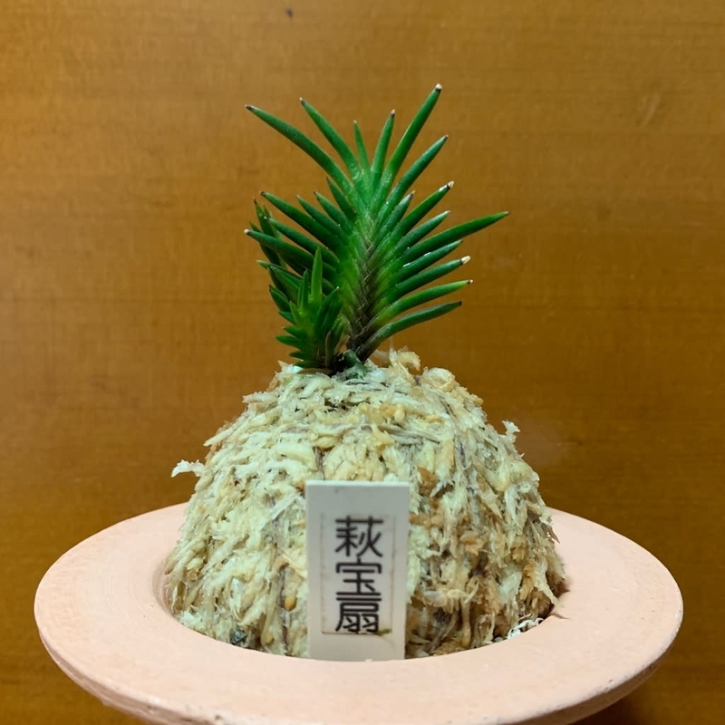 萩宝扇 - 純風満蘭（富貴蘭・風蘭ブログ 着生蘭よもやま話）