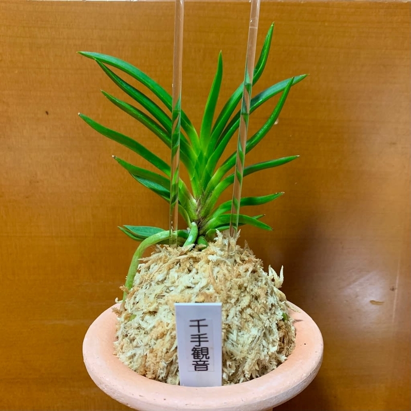 【♪暑中御見舞セール♪】富貴蘭　馬頭観音 千手観音 - 純風満蘭（富貴蘭・風蘭ブログ 着生蘭よもやま話）