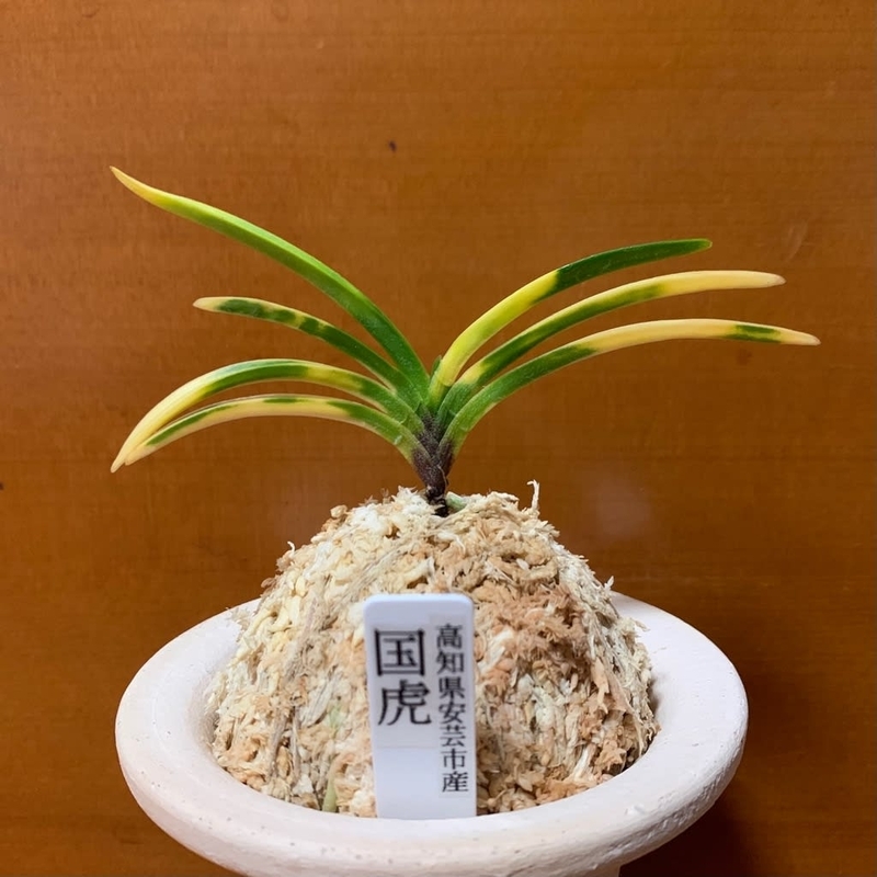 国虎 - 純風満蘭（富貴蘭・風蘭ブログ 着生蘭よもやま話）