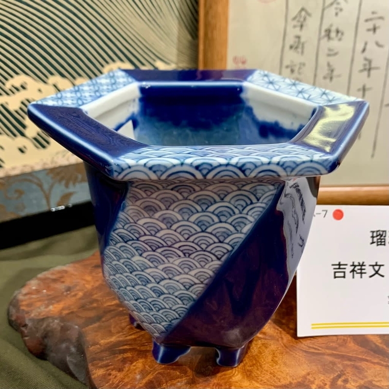欅窯﻿ 三橋俊治氏 個展 - 純風満蘭（富貴蘭・風蘭ブログ 着生蘭