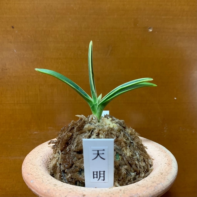 富貴蘭 小天玉(4本立ち) 富貴蘭 天玉宝 大型豆葉 -