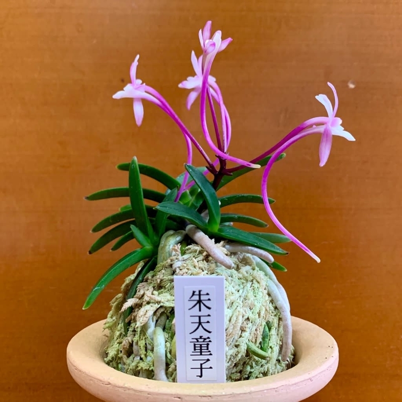 苗木・植木 【至宝の逸品】富貴蘭 紅皇帝（朱天王四培体の縞極太ルビー根）