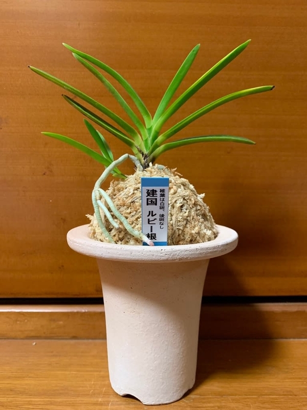 建国縞 - 純風満蘭（富貴蘭・風蘭ブログ 着生蘭よもやま話）