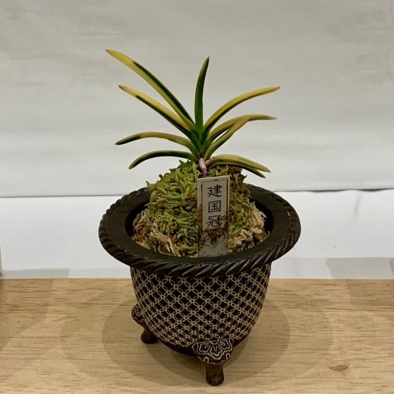 第76回 日本富貴蘭会 美術品評全国大会の展示品 - 純風満蘭（富貴蘭