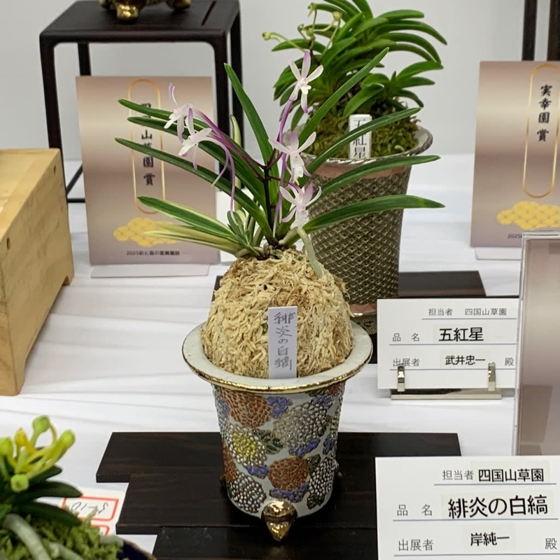 彩と香の富貴蘭展 - 純風満蘭（富貴蘭・風蘭ブログ 着生蘭よもやま話）