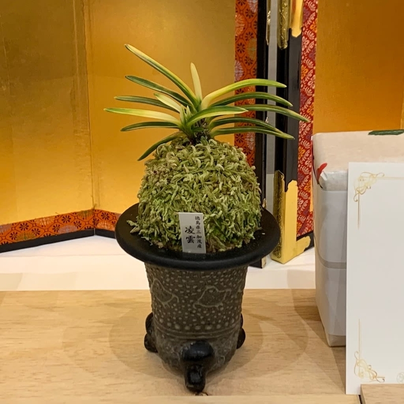 第76回 日本富貴蘭会 美術品評全国大会の展示品 - 純風満蘭（富貴蘭
