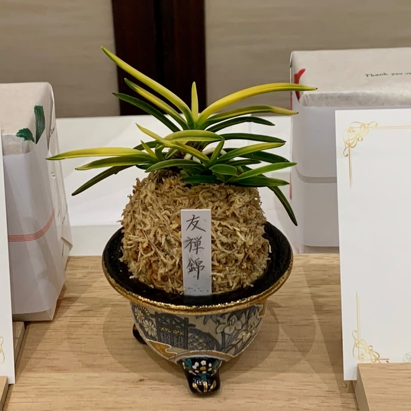 第76回 日本富貴蘭会 美術品評全国大会の展示品 - 純風満蘭（富貴蘭