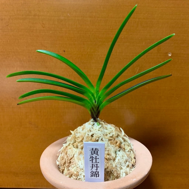 富貴蘭　黄牡丹錦 黄牡丹錦 覆輪が出来た。 : □ サムライ オーキッド □ 富貴蘭