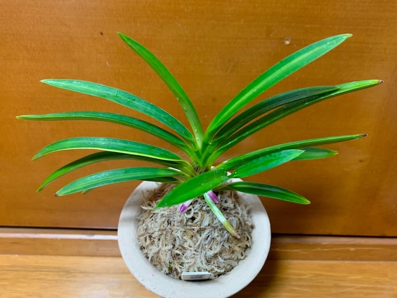 富貴蘭　建国縞No.136 富貴蘭 建国縞No.136 富貴蘭 建国縞No.136 富貴蘭 建国縞