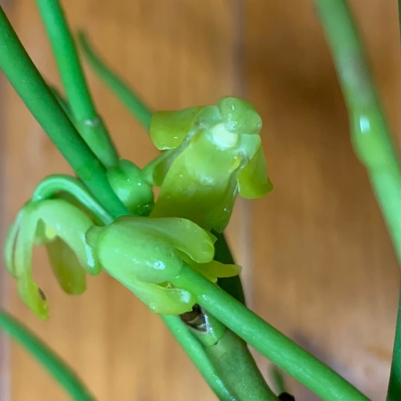 ボウラン（翠雲）の花が咲きました - 純風満蘭（富貴蘭・風蘭ブログ 着