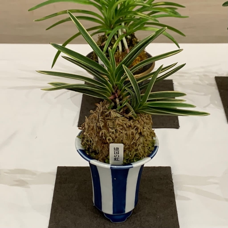 第76回 日本富貴蘭会 美術品評全国大会の展示品 - 純風満蘭（富貴蘭