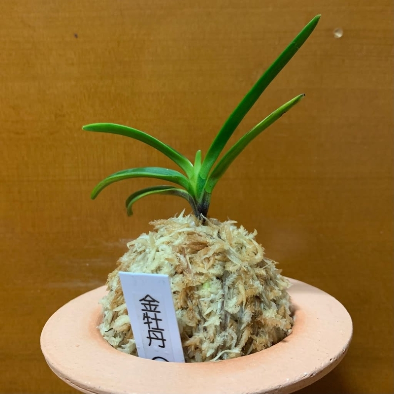 亀谷金牡丹縞 - 純風満蘭（富貴蘭・風蘭ブログ 着生蘭よもやま話）