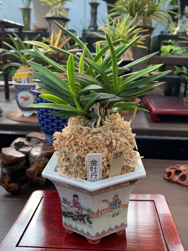 四国山草園 蘭の自慢会 パート1 - 純風満蘭（富貴蘭・風蘭ブログ 着生