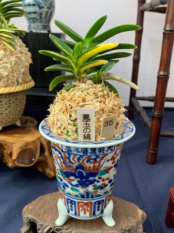 四国山草園 蘭の自慢会 パート1 - 純風満蘭（富貴蘭・風蘭ブログ 着生