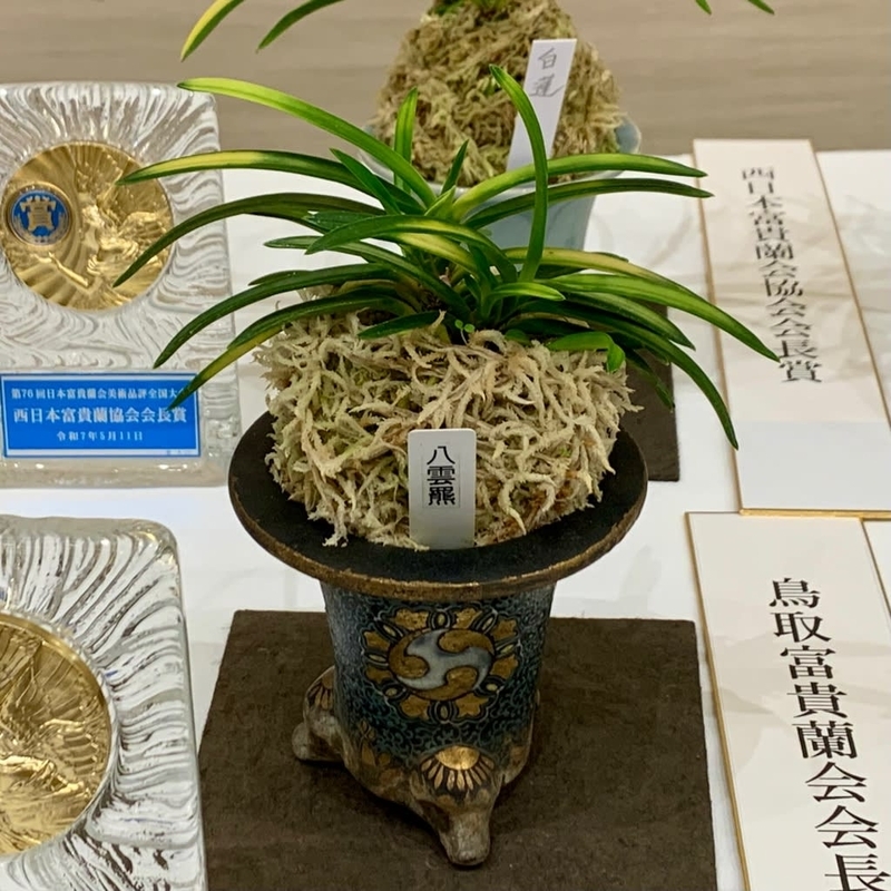 富貴蘭「建白冠」自慢の力作品 奥深い富貴蘭 | 奥深い富貴蘭