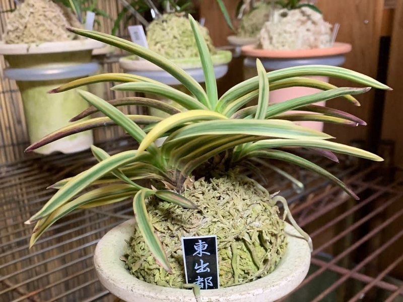 東出都 - 純風満蘭（富貴蘭・風蘭ブログ 着生蘭よもやま話）