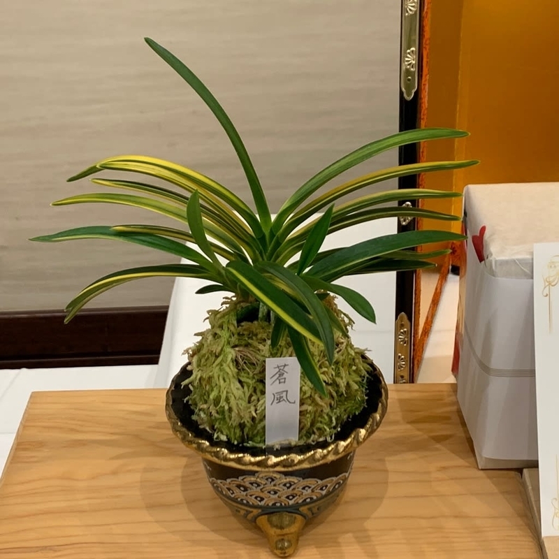 第76回 日本富貴蘭会 美術品評全国大会の展示品 - 純風満蘭（富貴蘭
