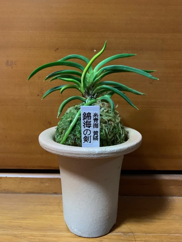 錦海の剣 - 純風満蘭（富貴蘭・風蘭ブログ 着生蘭よもやま話）