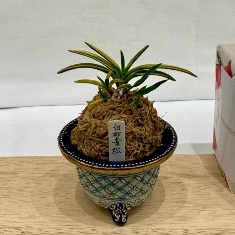 第76回 日本富貴蘭会 美術品評全国大会の展示品 - 純風満蘭（富貴蘭