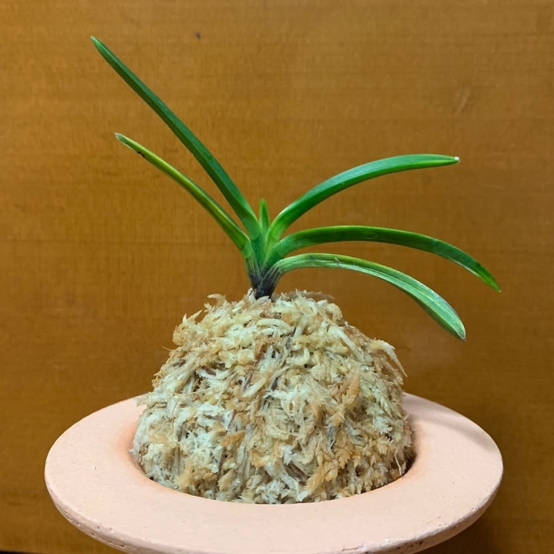亀谷金牡丹縞 - 純風満蘭（富貴蘭・風蘭ブログ 着生蘭よもやま話）
