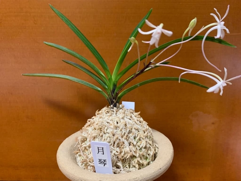 至宝の逸品】富貴蘭 月琴（特級品） 【公式通販】