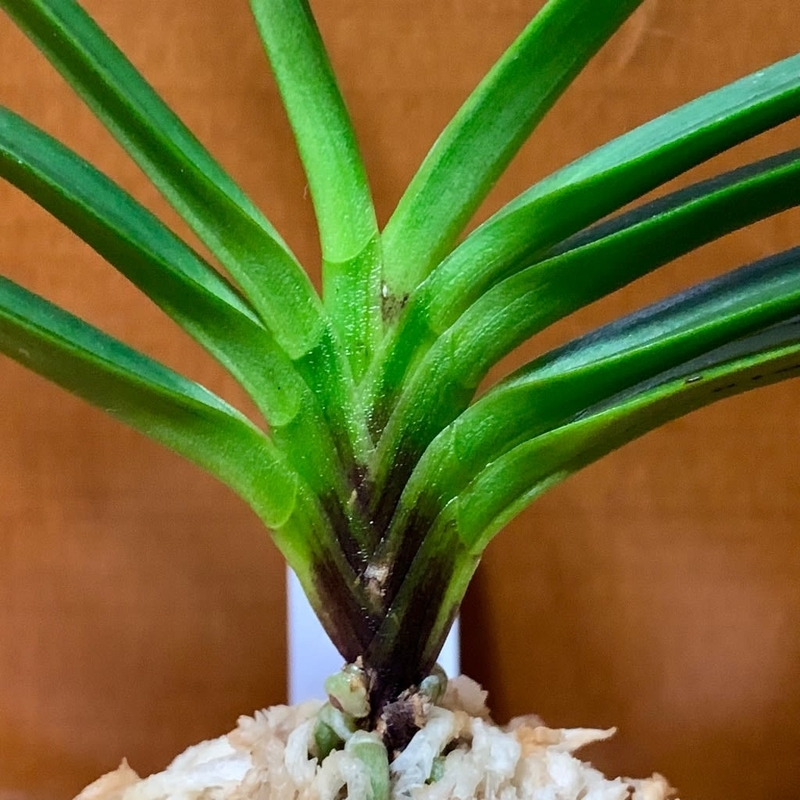 黄牡丹錦 - 純風満蘭（富貴蘭・風蘭ブログ 着生蘭よもやま話）