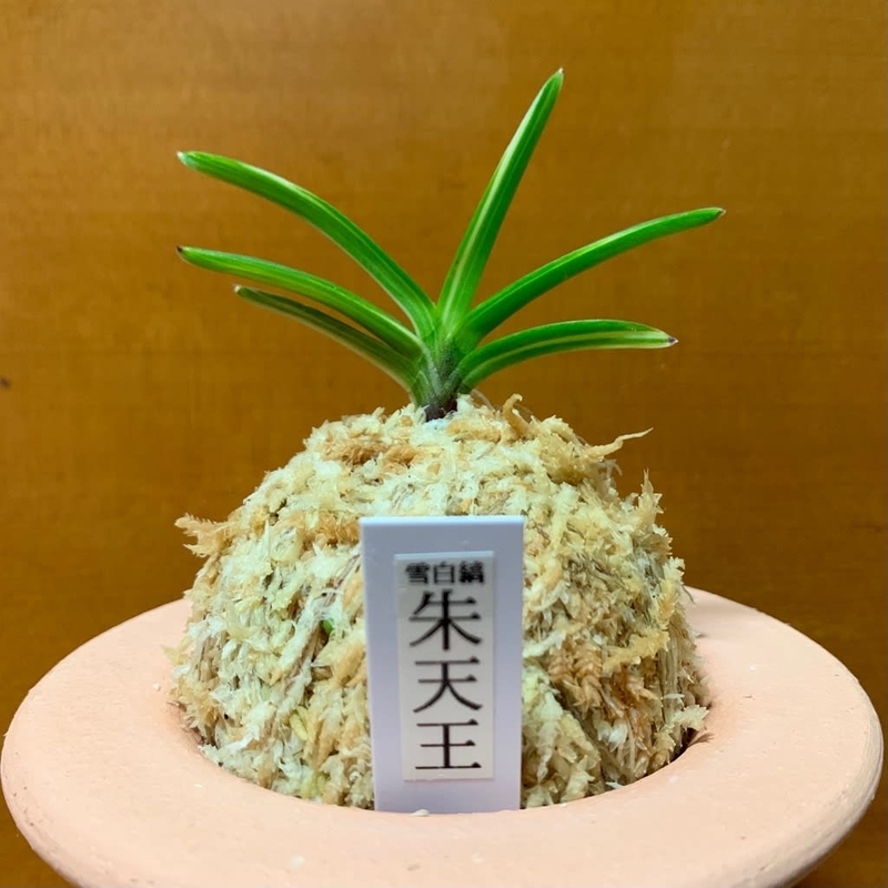 雪白縞 朱天王 - 純風満蘭（富貴蘭・風蘭ブログ 着生蘭よもやま話）
