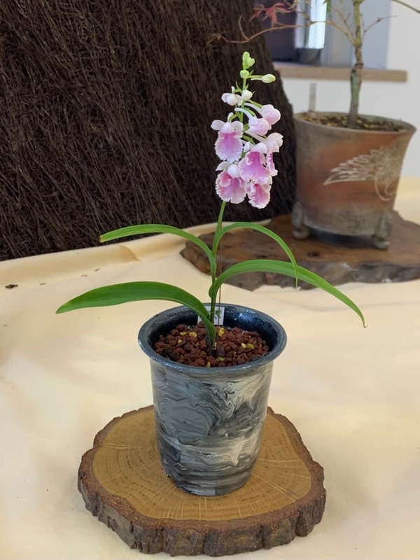 八王子「ウチョウラン展」に行ってきましたの件 - 純風満蘭（富貴蘭