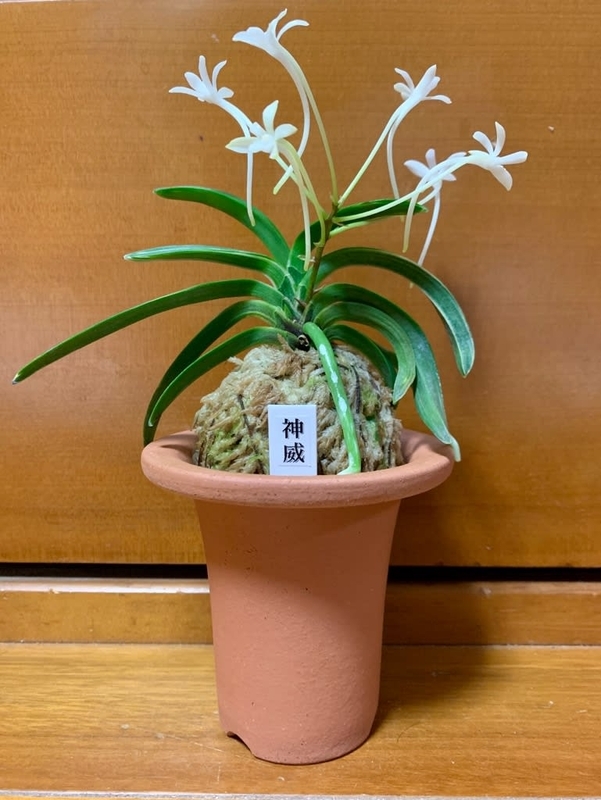 神威 - 純風満蘭（富貴蘭・風蘭ブログ 着生蘭よもやま話）