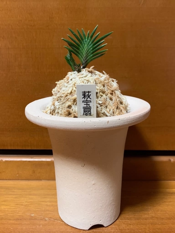 【至宝の逸品】富貴蘭　萩宝扇 萩宝扇 - 純風満蘭（富貴蘭・風蘭ブログ 着生蘭よもやま話）