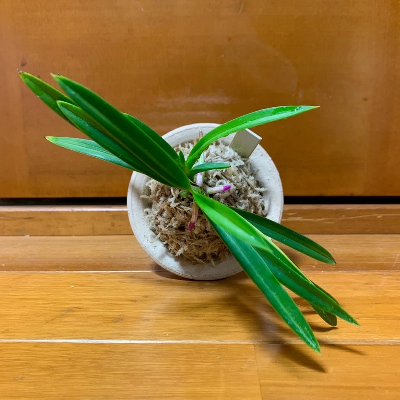 富貴蘭　建国縞No.136 富貴蘭 建国縞No.136 富貴蘭 建国縞No.136 富貴蘭 建国縞