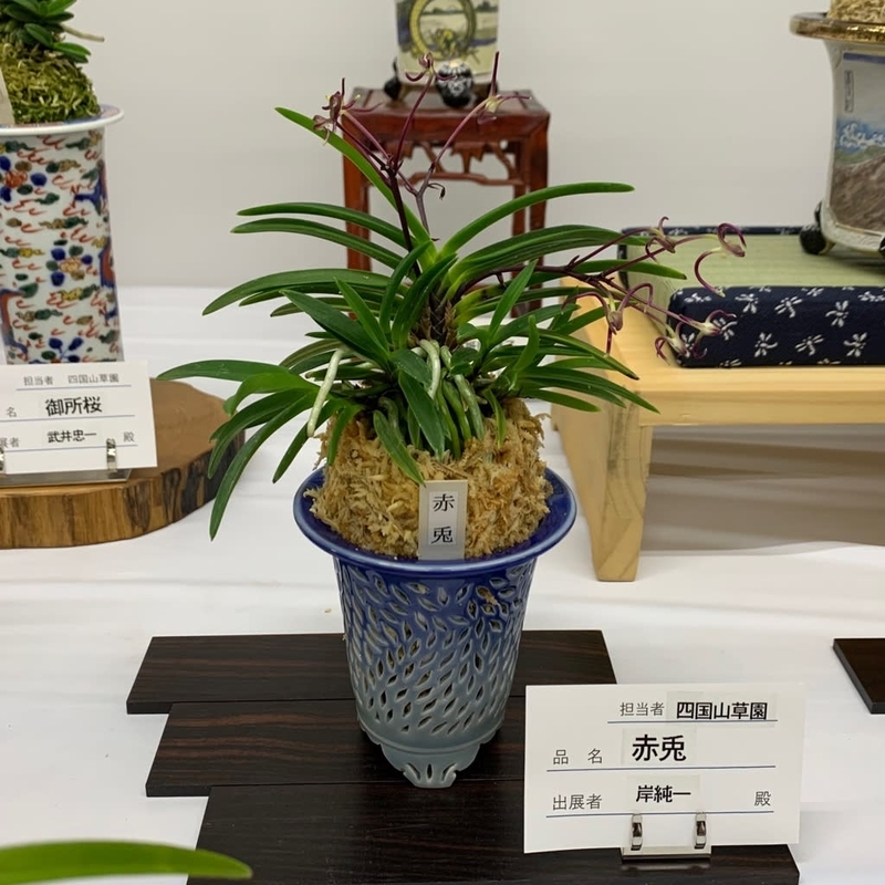 彩と香の富貴蘭展 - 純風満蘭（富貴蘭・風蘭ブログ 着生蘭よもやま話）