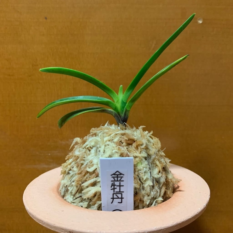 【春トク祭り】富貴蘭「亀谷金牡丹」若木小割子 亀谷金牡丹縞 - 純風満蘭（富貴蘭・風蘭ブログ 着生蘭よもやま話）