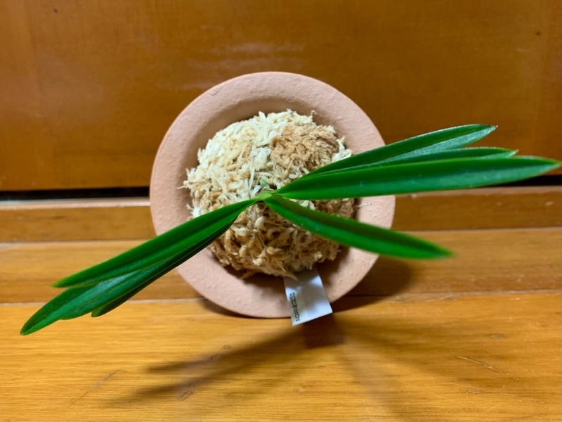 富貴蘭　黄牡丹錦 黄牡丹錦 - 純風満蘭（富貴蘭・風蘭ブログ 着生蘭よもやま話）